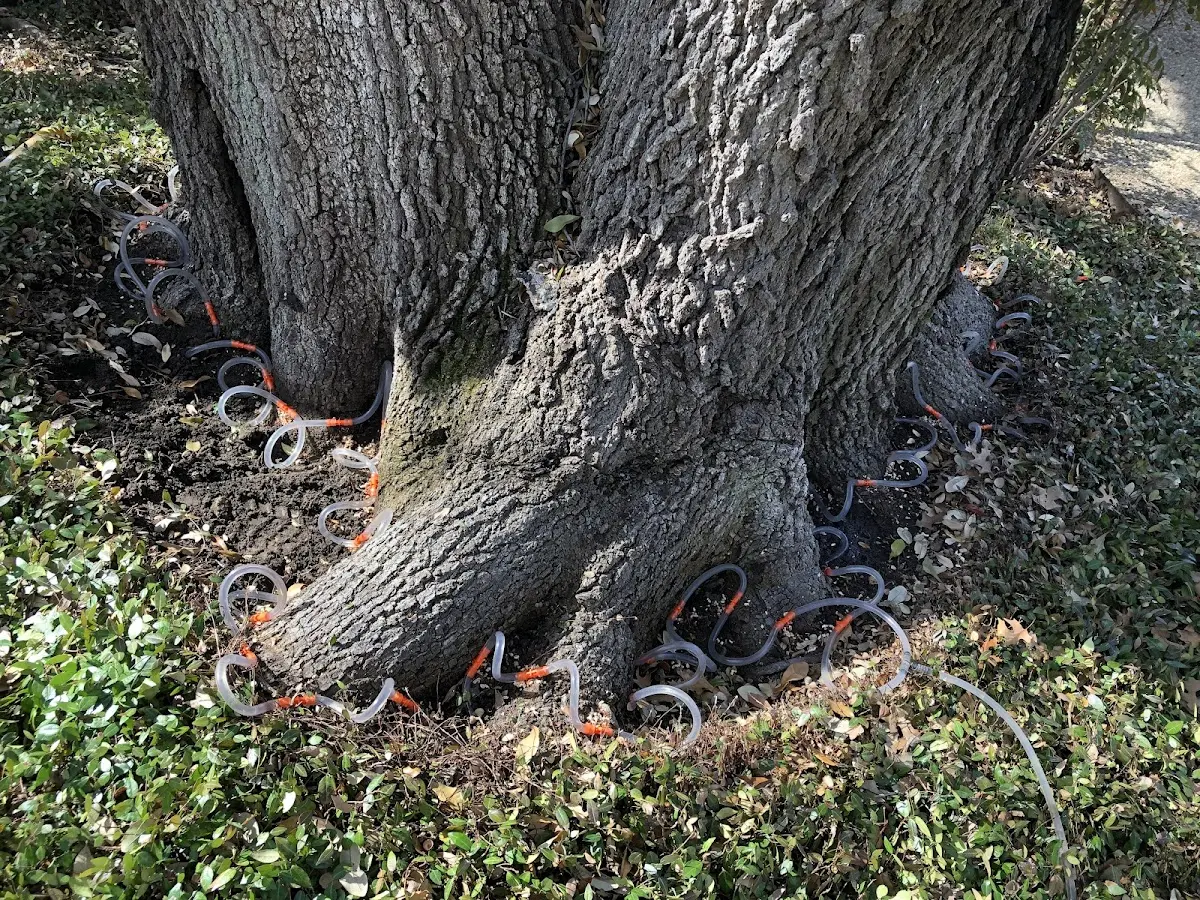 Detailed Tree Cabling and Bracing job site in Blanco