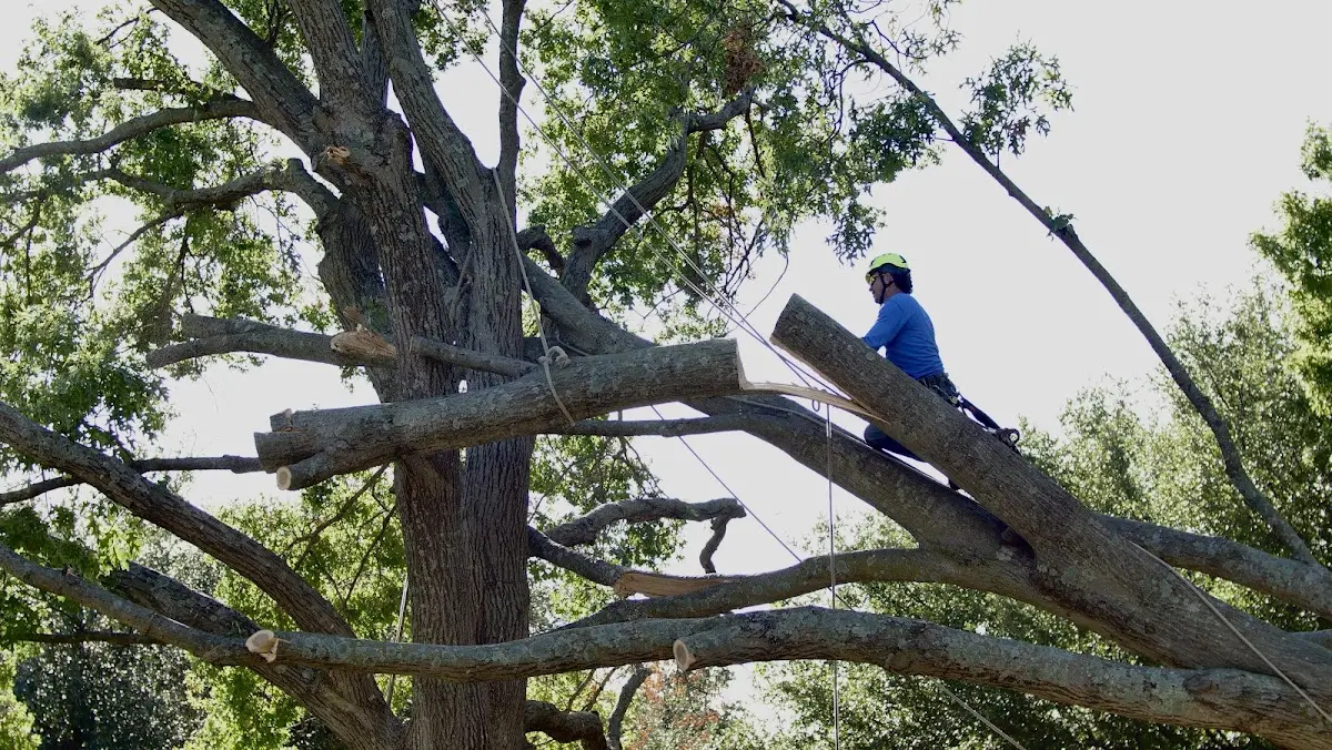 Professional Crown Thinning performed by certified arborists in Blanco