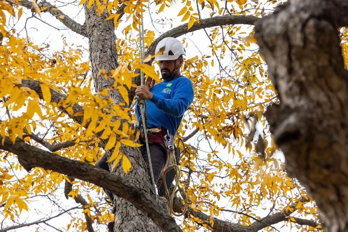 Skilled Tree Planing crew working in Blanco